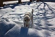 Unser Hund im Schnee