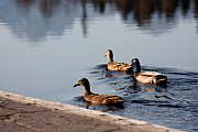 Entenfamilie am Schwarzsee